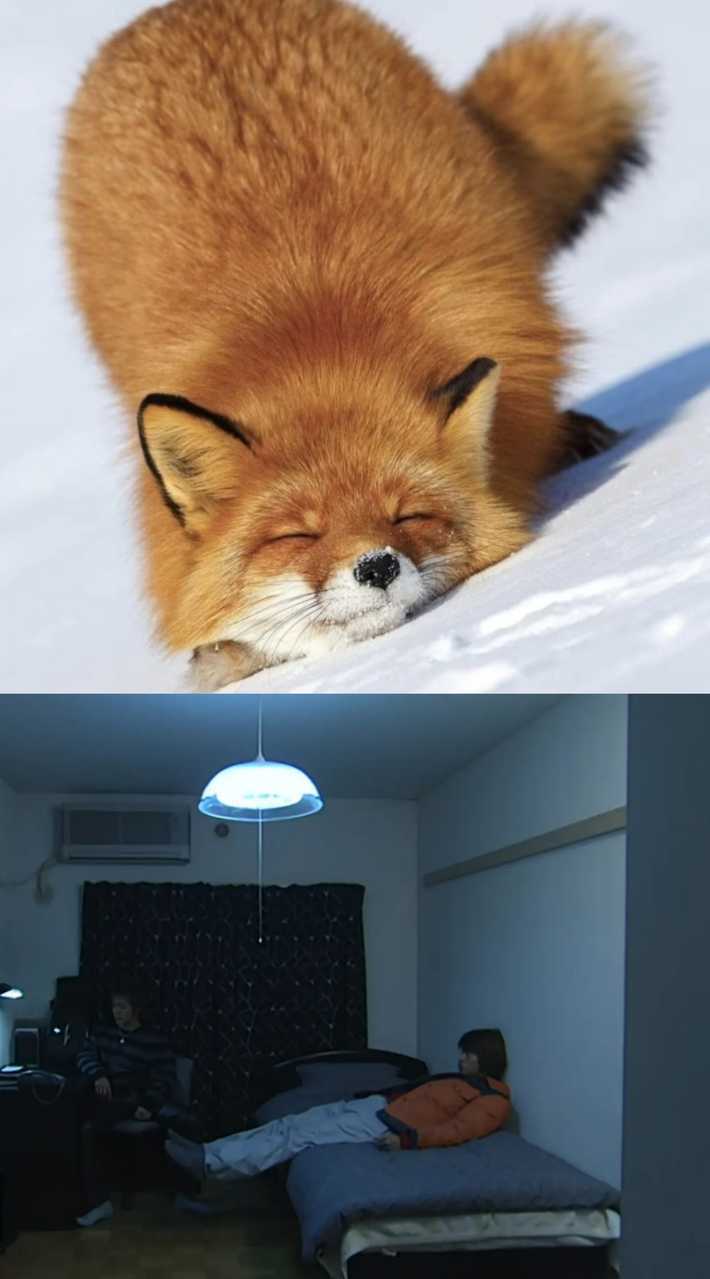 【警惕狐狸男】 