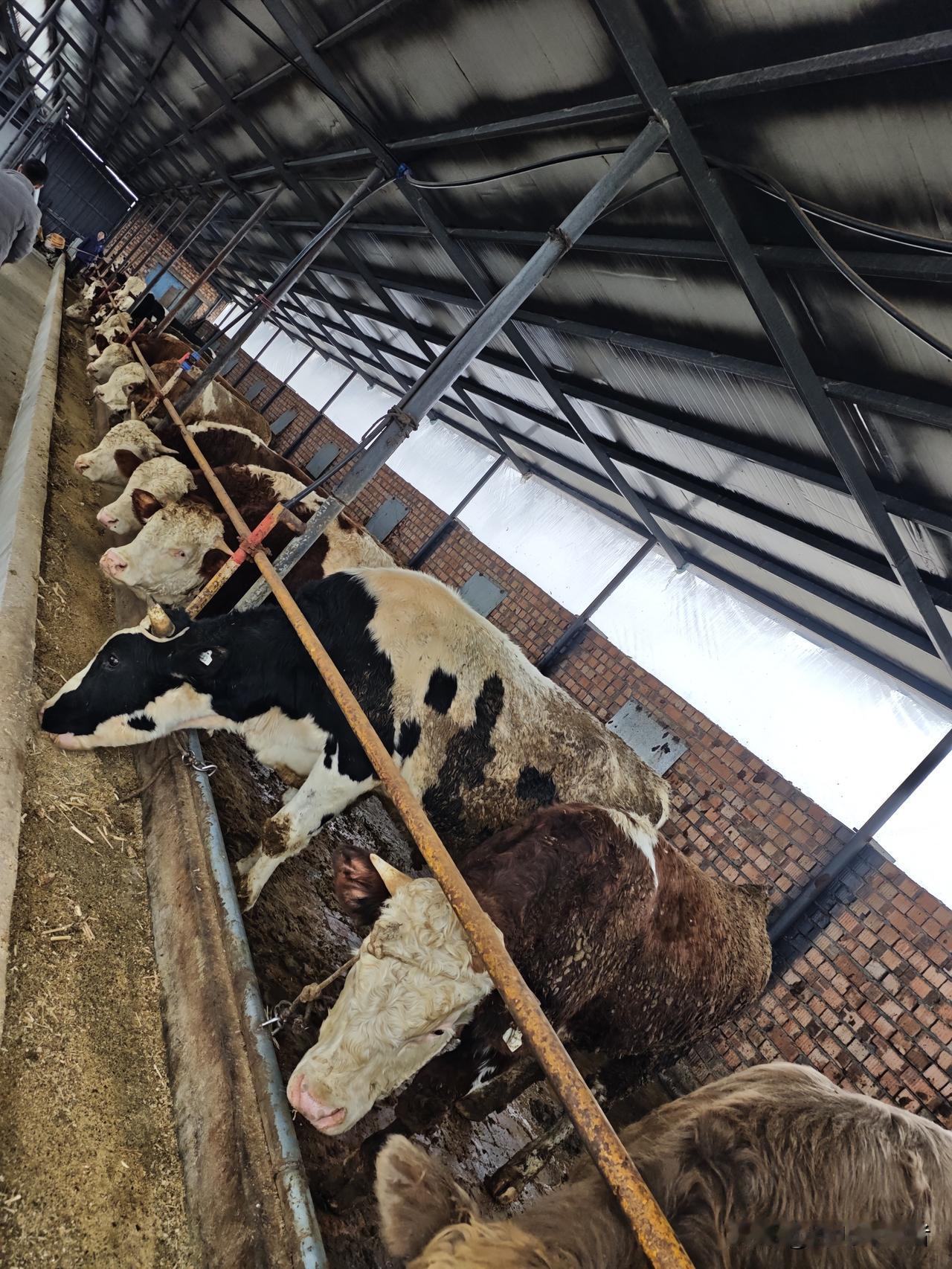 订牛，过年[笑哭]