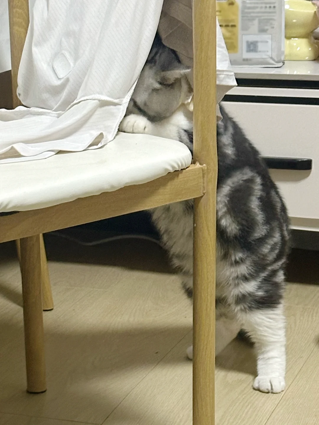 犯了错立马躲起来