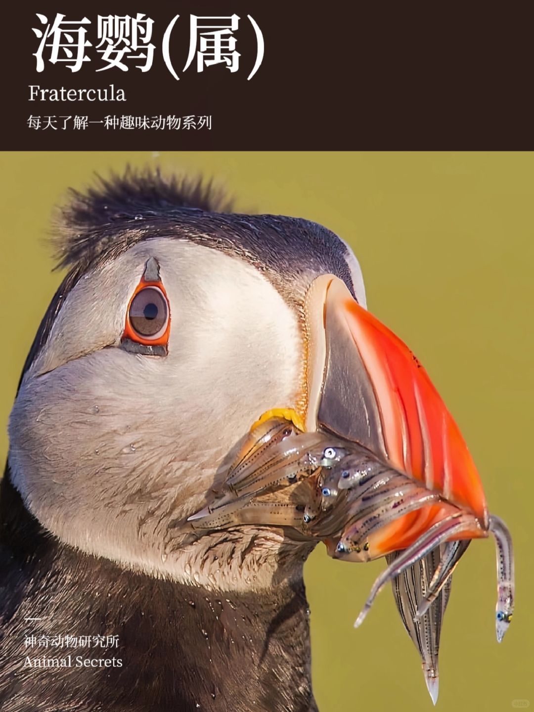 每天了解一种趣味动物👀海鹦（属