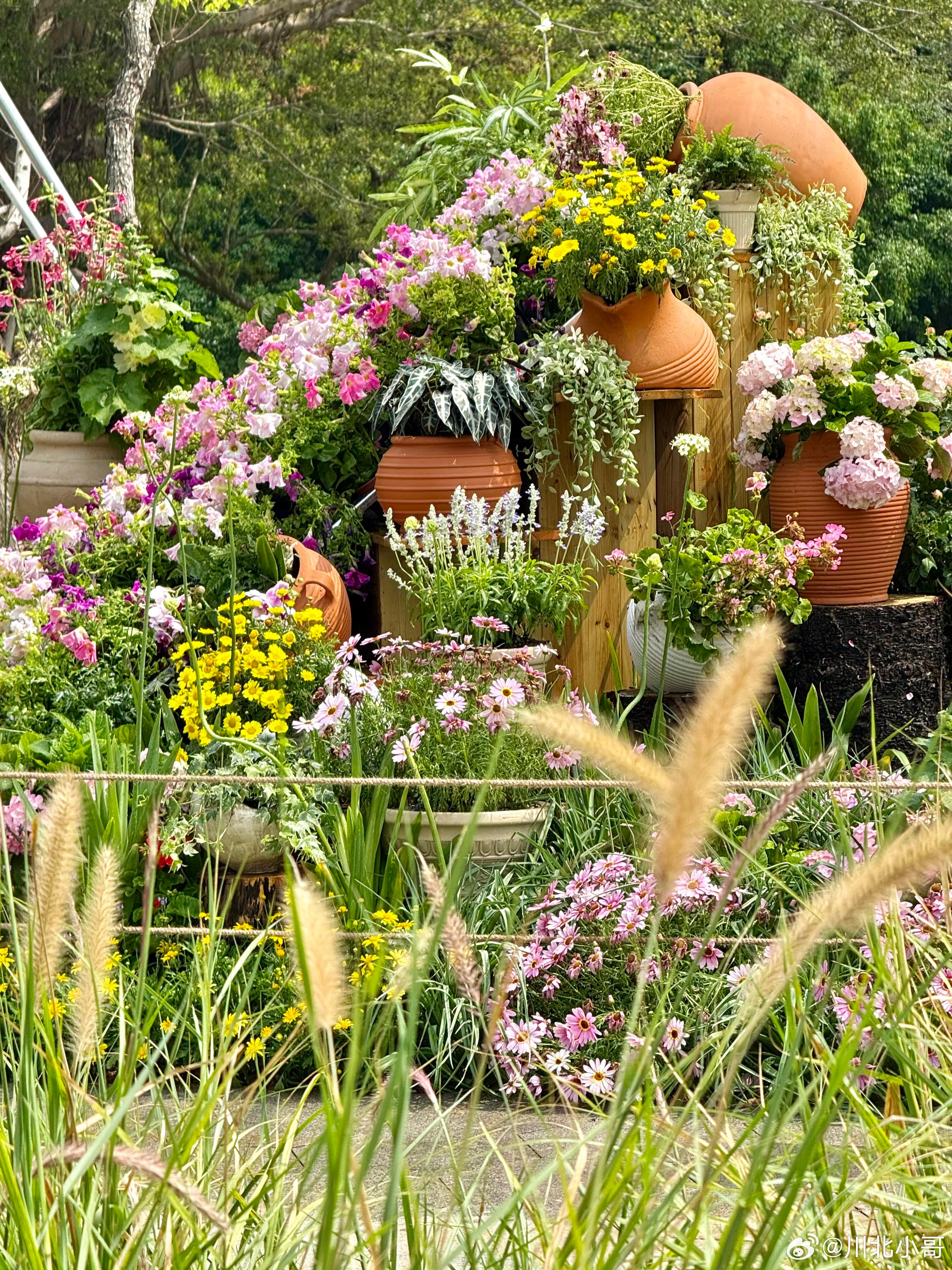 漫步笔架山粤港澳大湾区花展，春风裹着鸢尾花香扑面而来，瞬间治愈了连日的疲惫。30