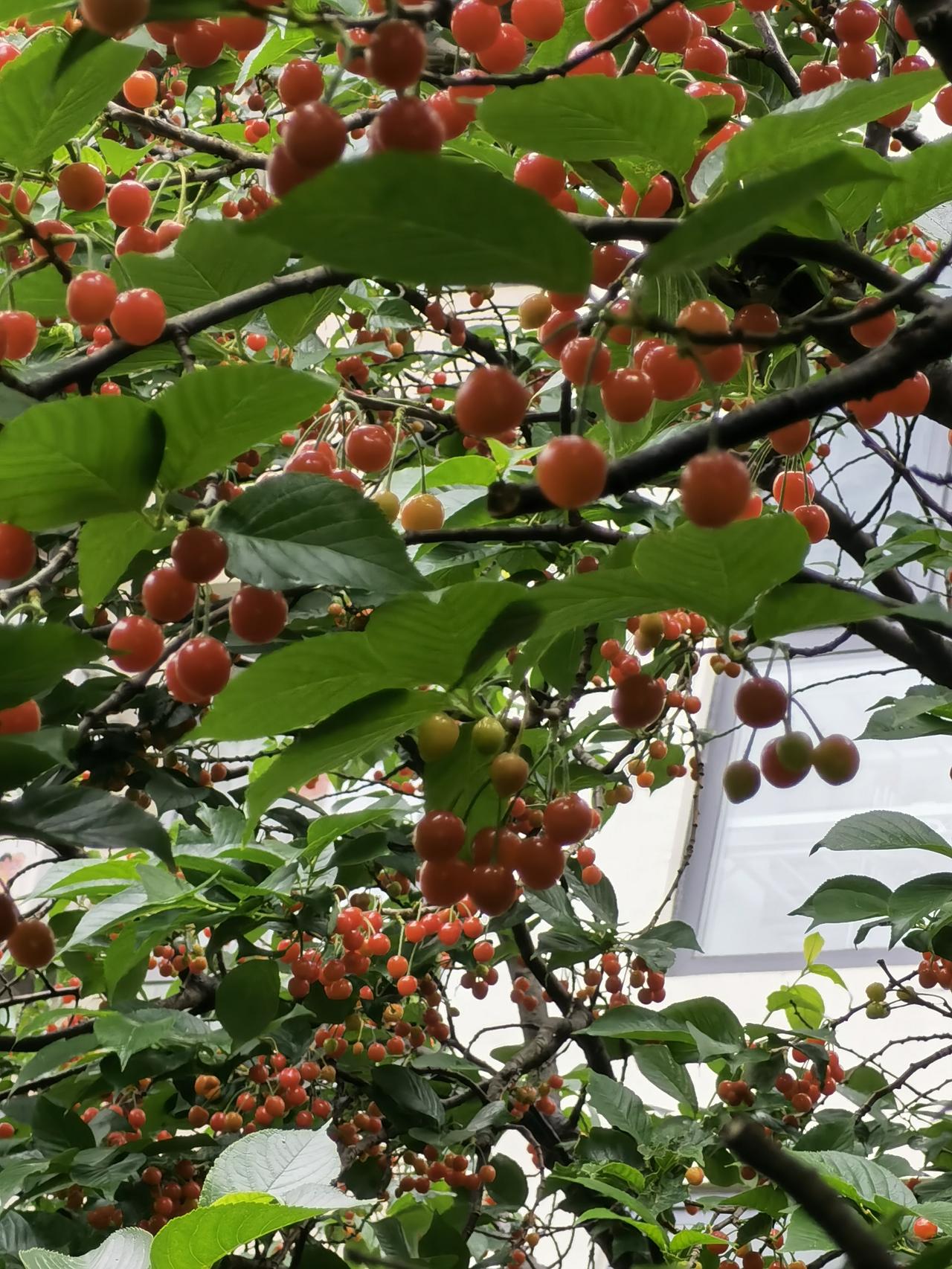 如果您有个小院，又不知道种点什么，我建议一定要种一棵樱桃树，而且只能种一棵，种多