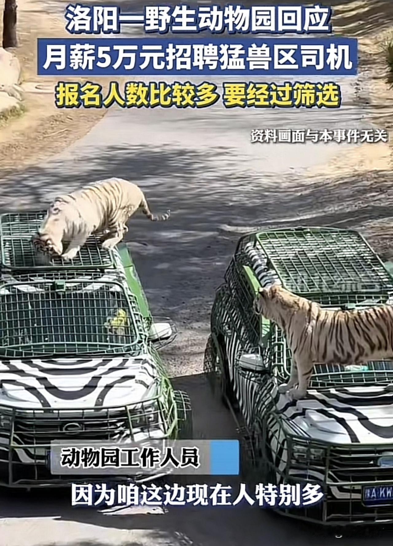 月薪5万招猛兽司机！上千人抢着喂老虎？

开车门，喂老虎，月入5万？这份被称为“