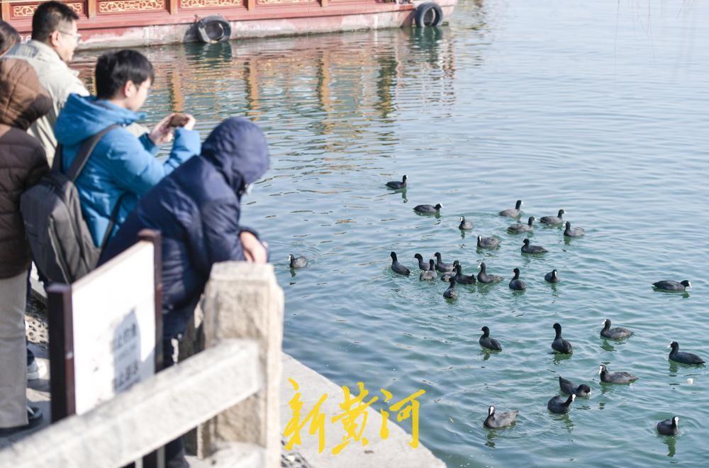 近日，在济南大明湖西岸码头附近，上百只白骨顶鸡在水中畅游、嬉戏，形成一道灵动而独