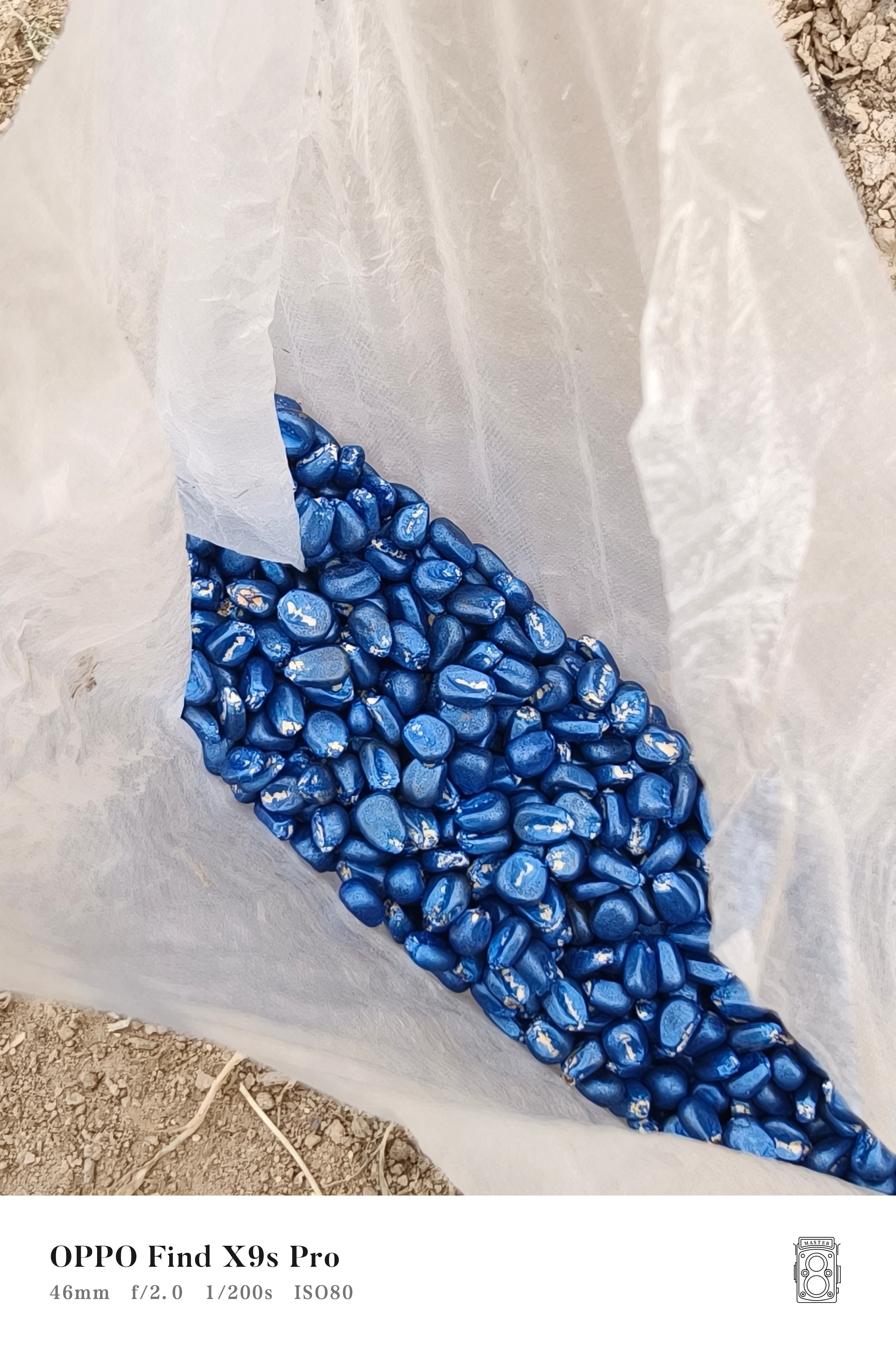 都上班了吗？我还在老家种玉米现在玉米种子都深蓝色了吗？还怪好看的