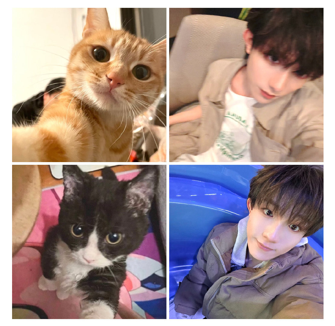 【4814】肿么不带我们猫猫糕玩！！ 