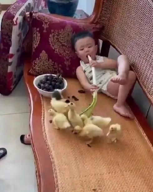 今天带儿子回乡下奶奶家，一进门的画面，看得我好气又好笑。小家伙裹着尿布躺在藤椅上