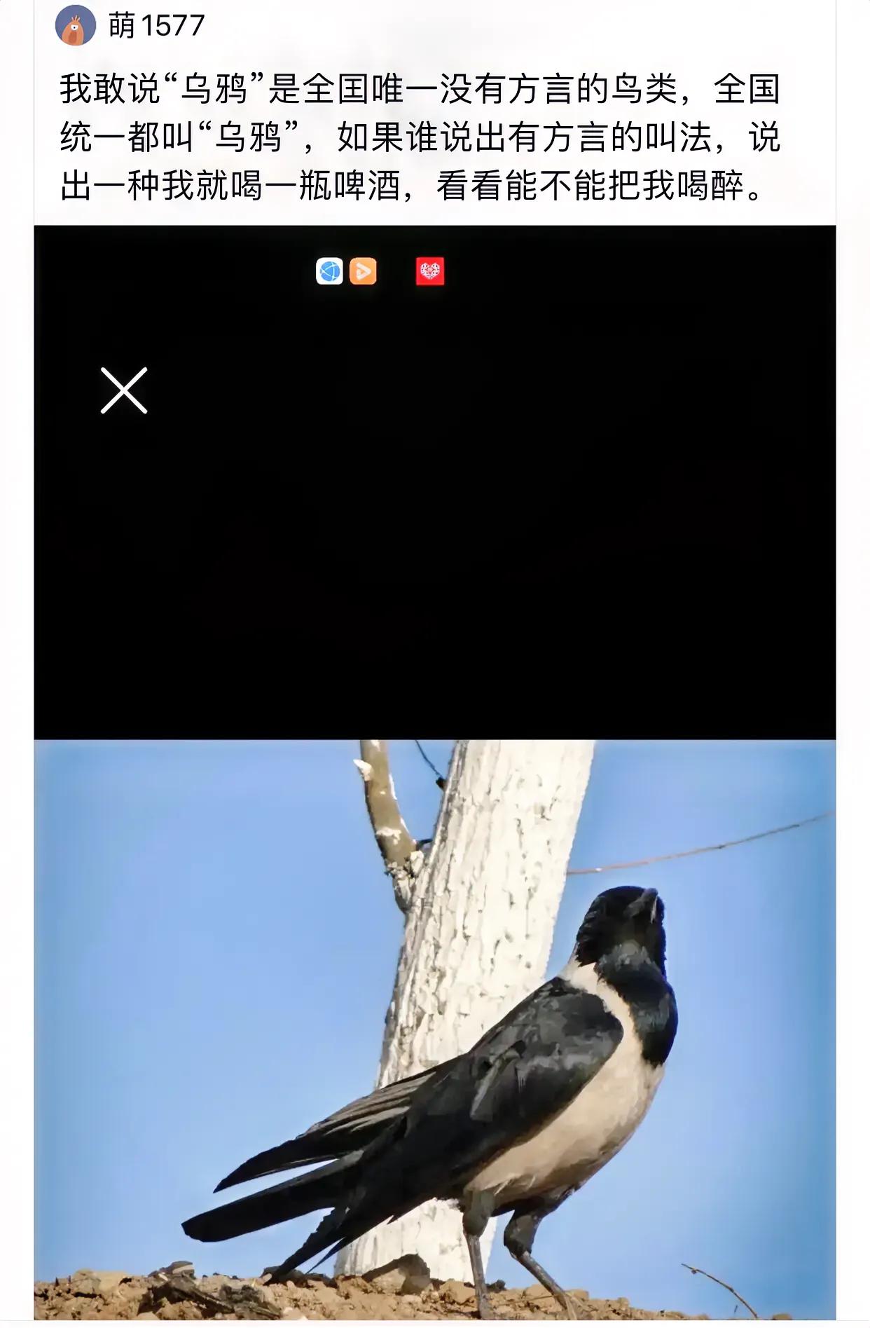 谁说乌骓没方言，我们湖北其实就叫她“老娃”，“老娃”之称中既有敬字“老”又含爱之
