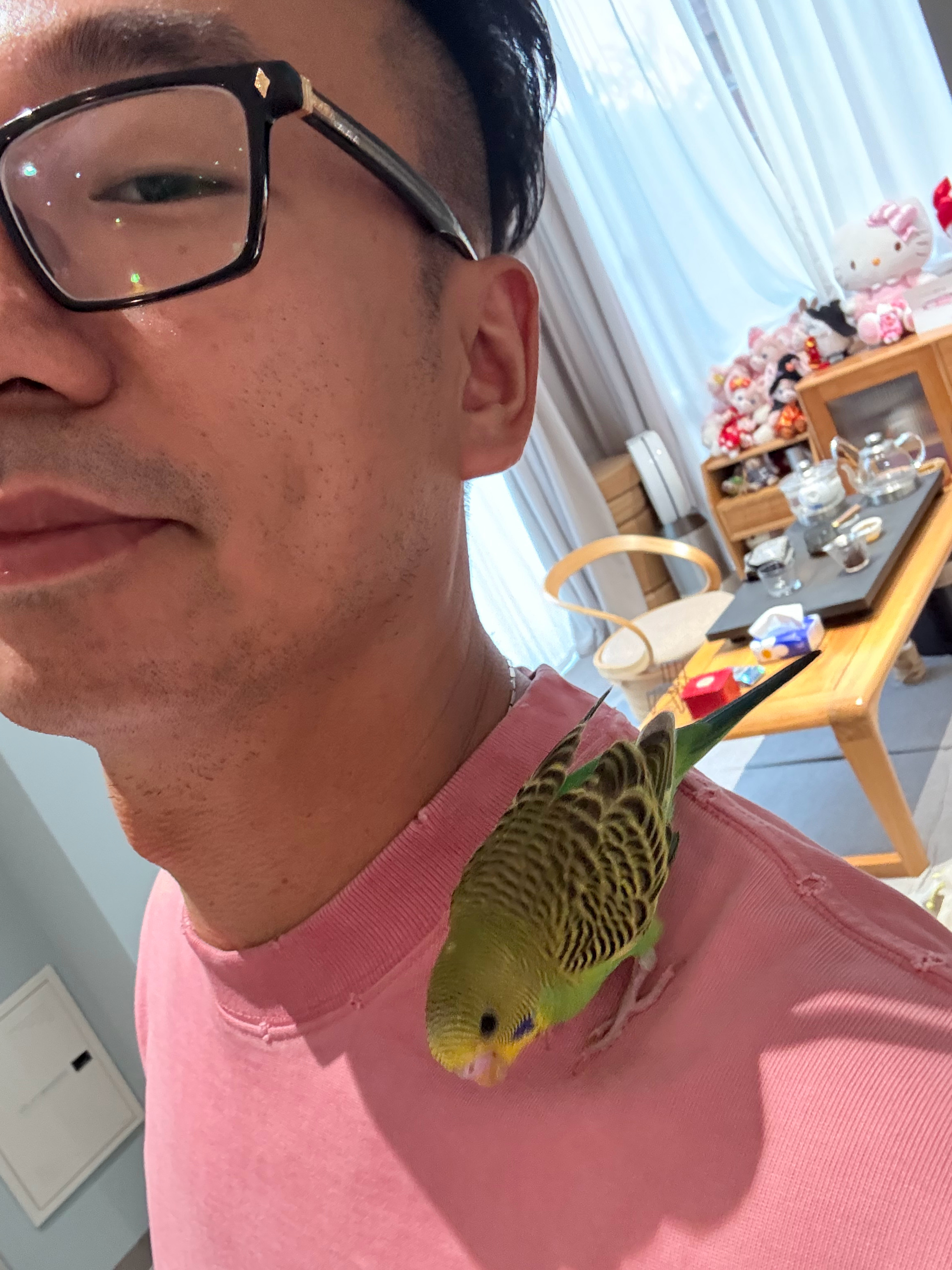 今晚回到家，它已经会飞到我肩膀上了 ​​​