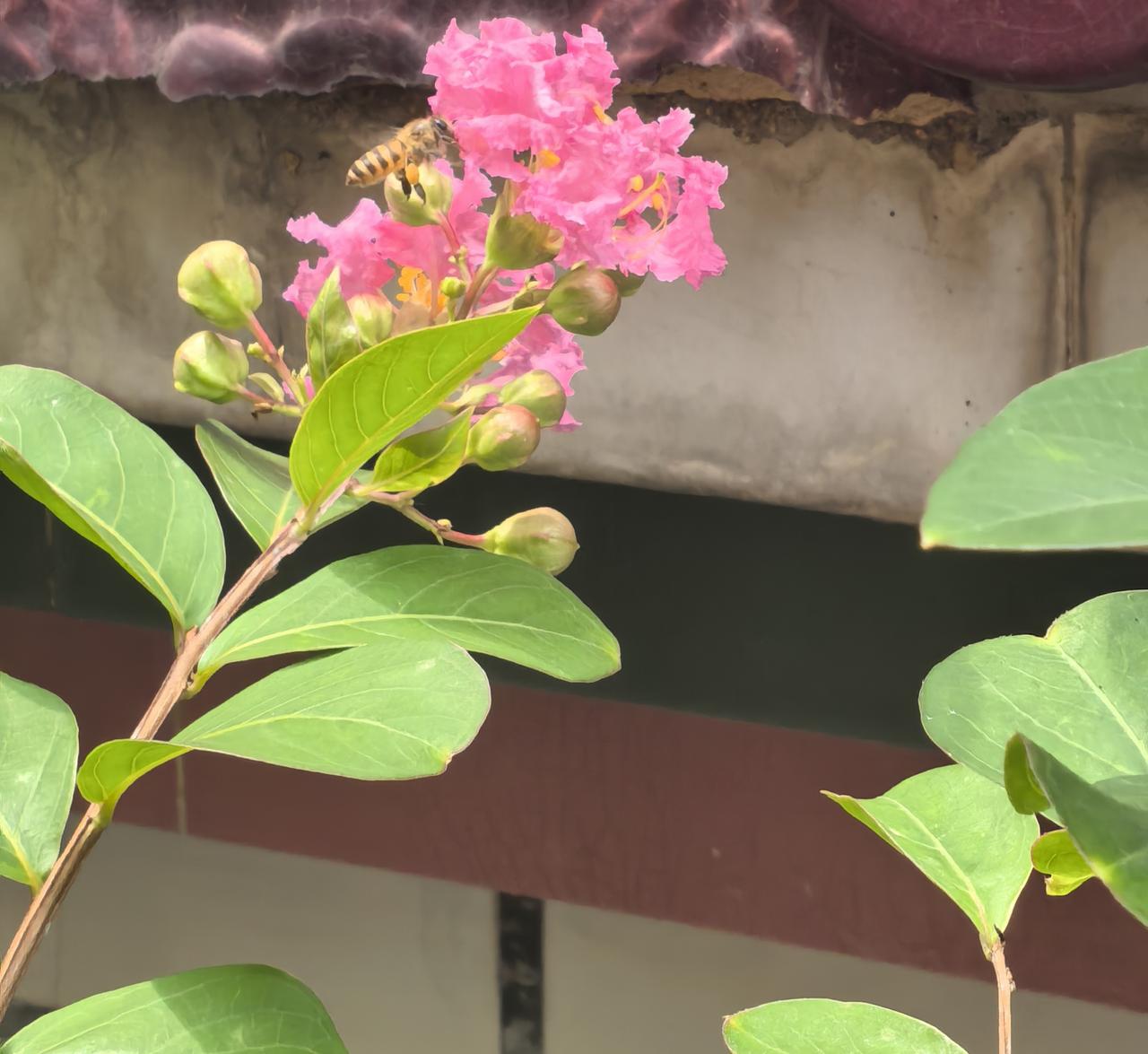 夏木葱茏，小院繁花自芬芳
 
入夏之后，万物草木肆意葱郁，山野间盛放的繁花渐渐变