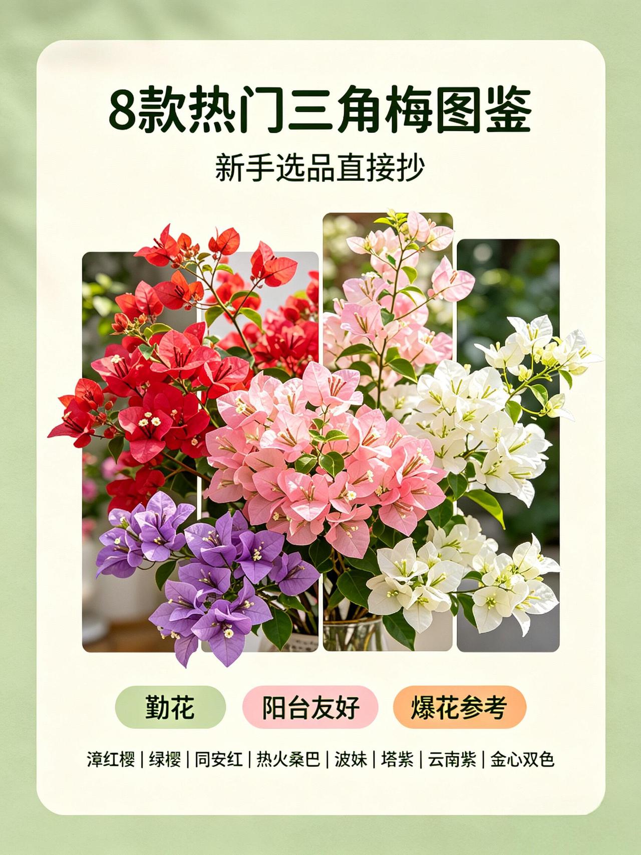 🌸新手养三角梅直接抄这份图鉴！8款勤花又爆花的热门品种，阳台也能轻松养出花瀑布