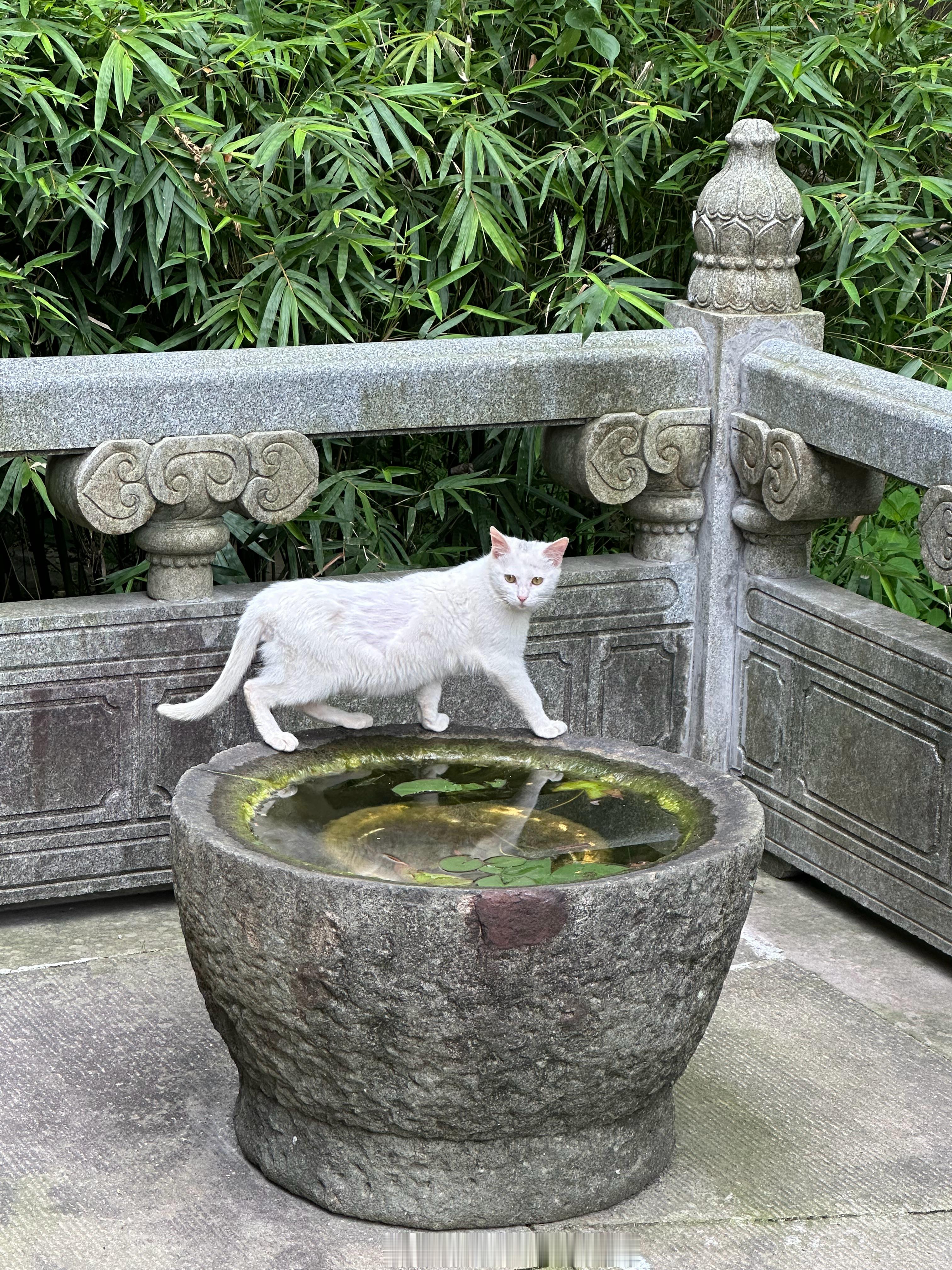山隐古寺，风渡禅钟，所求皆如愿，所行皆坦途。灵隐寺 杭州·灵隐寺