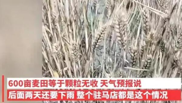 河南驻马店：小麦因下雨发芽 农户哭诉损失惨重
光怪陆离的世界，就是充满了各种不可