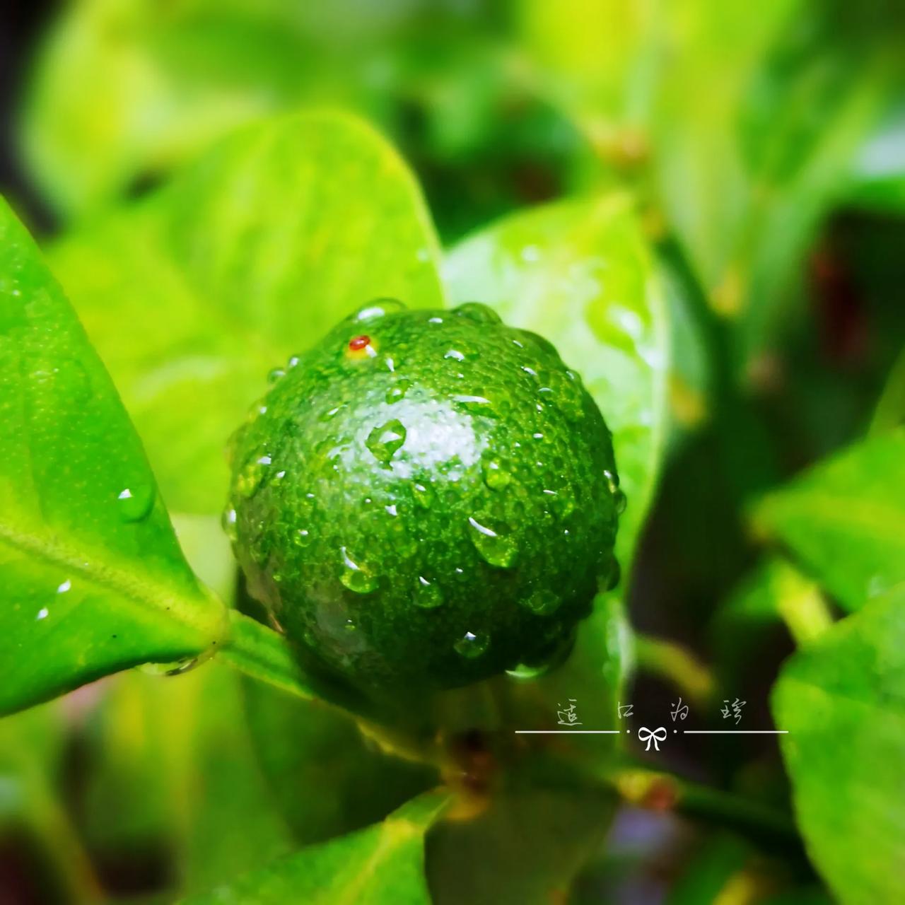 上联：甜橘碧绿承露水；
下联：您来写————？

四季桔，真的是一年四季都开花，