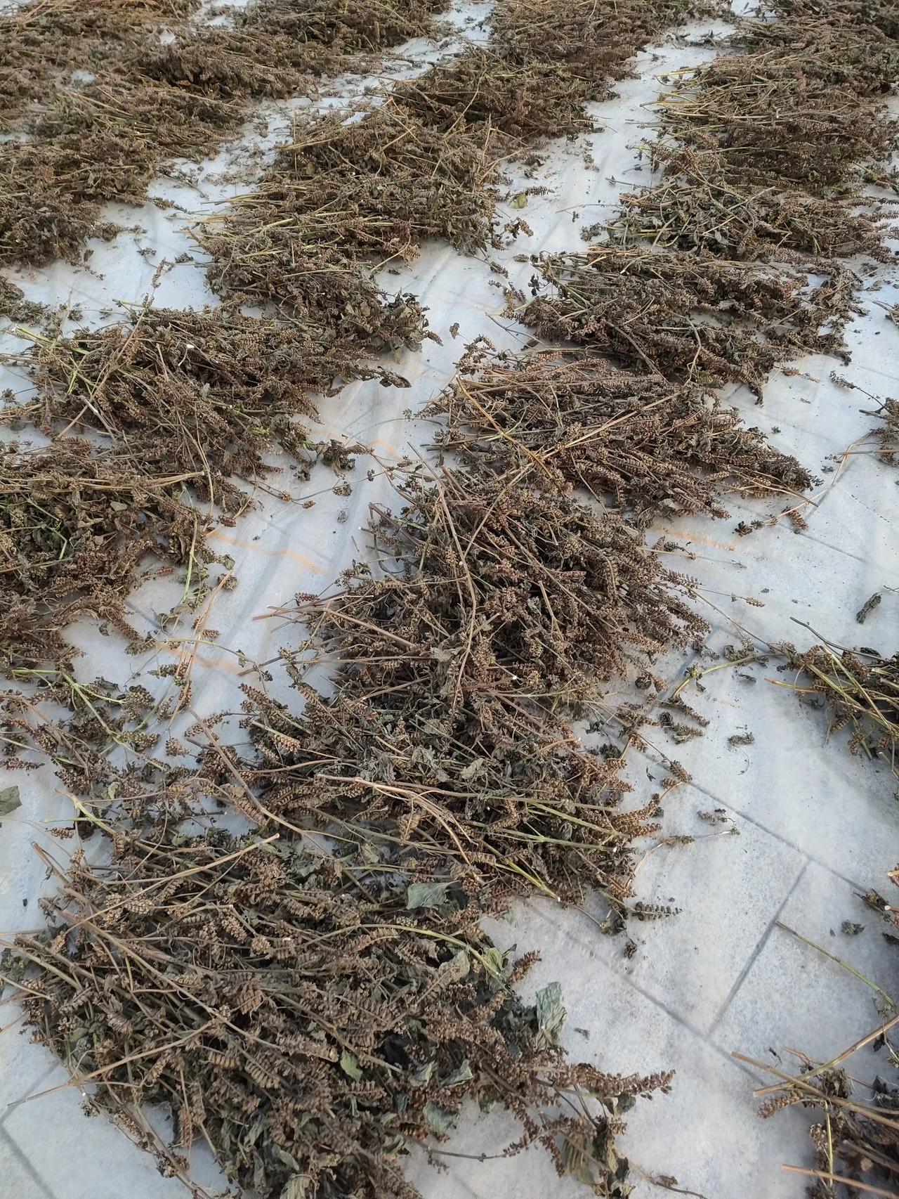  路过南湖见广场上晒了一大片，看着好像认识，感觉是没有用的野草，想了又想又叫不上