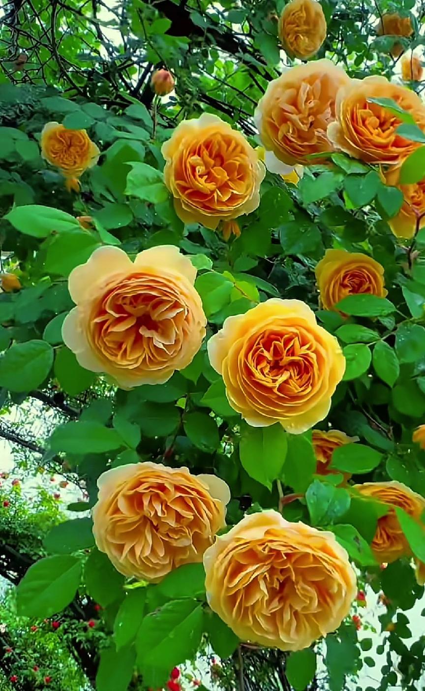 分享一张你相册里的花草照片随手拍～