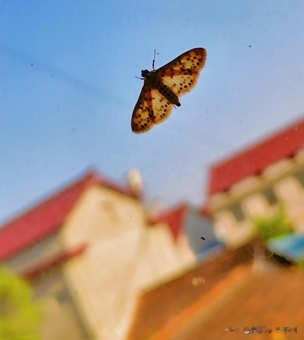 《玻璃窗上一小蝴蝶（李林4月24日摄于汉中城固）》