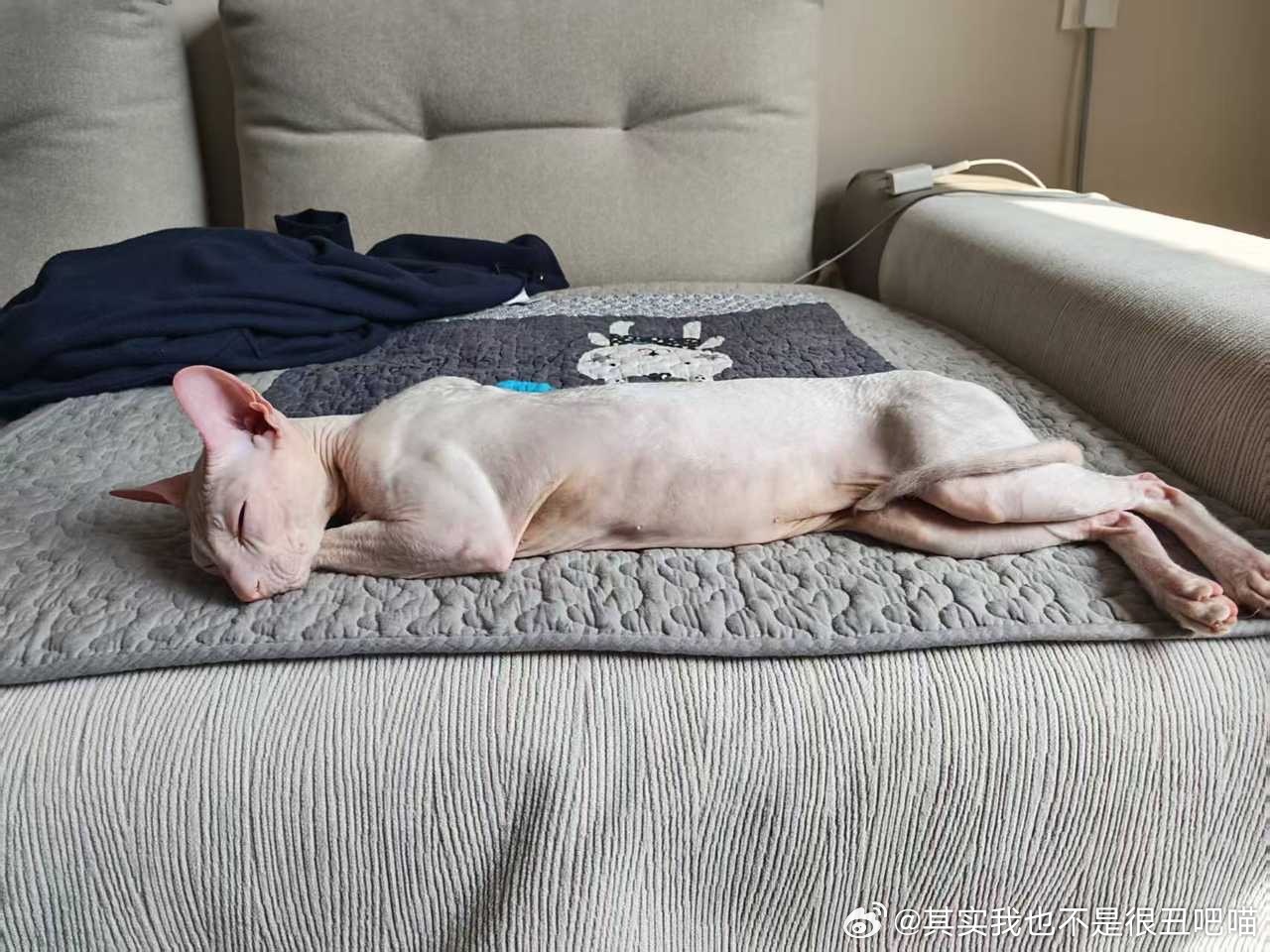 49349【丑猫】本喵只知道自己的身材很曼妙 