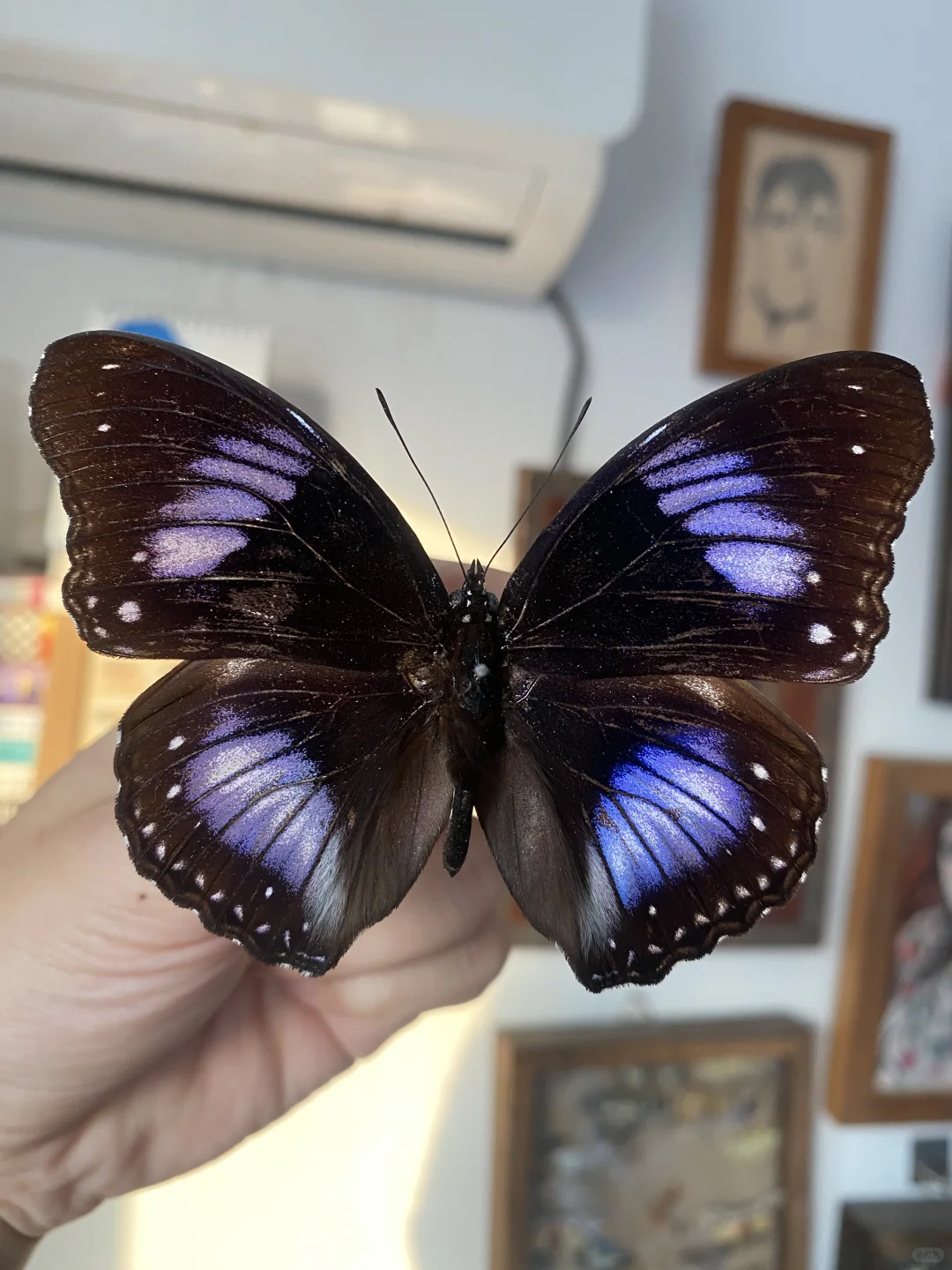 好看的紫色大蝴蝶