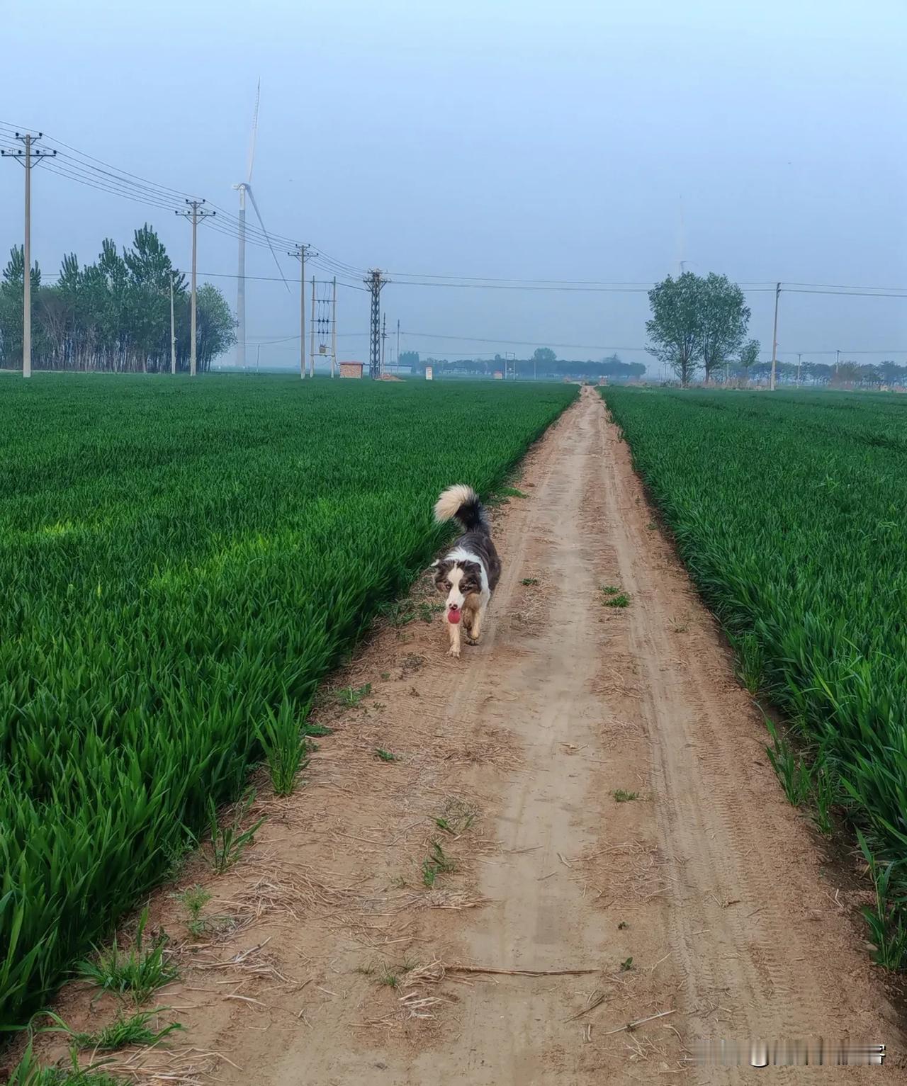 都说农民种地不赚钱，我咋算着种地很赚钱呢！

从整地开始算吧:
犁地/旋耕+秸秆