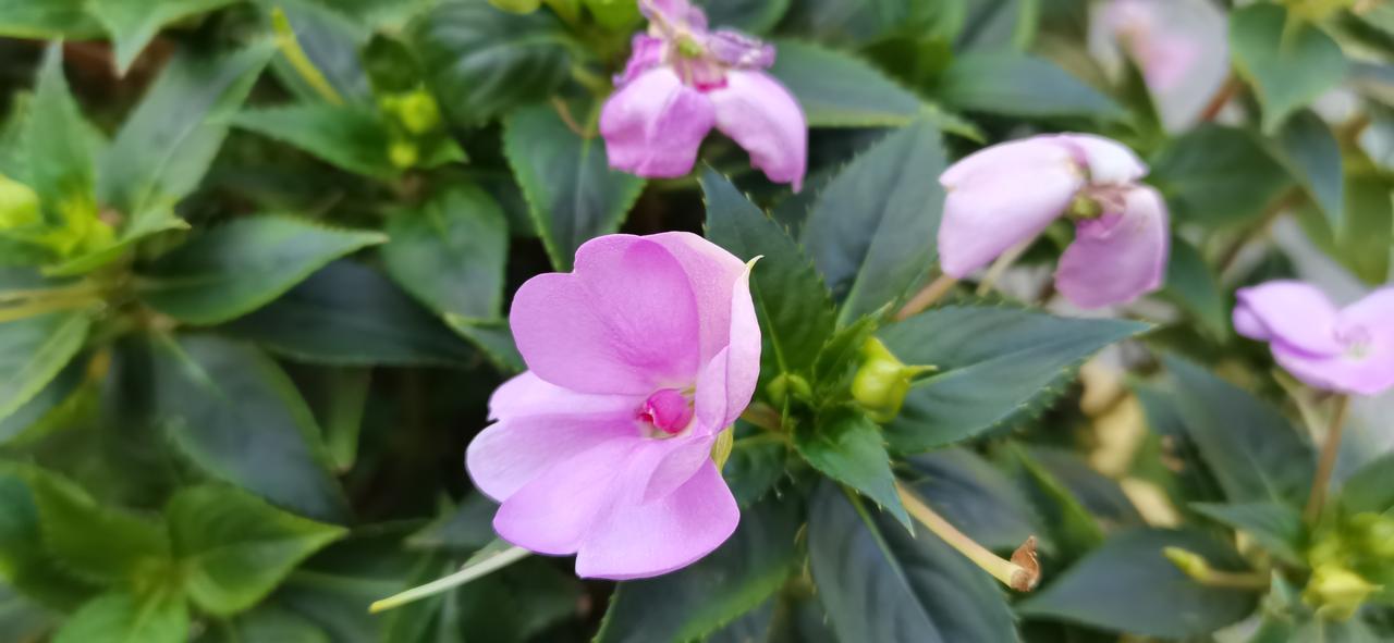 A股连续12连阳了，都怕了吧！都怕回调，怕利润回撤，但是，话又说回来了，现在是不