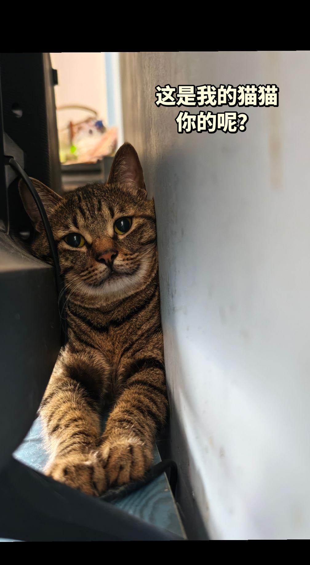 “躲猫猫”带来的安全感，你们人类不会懂的！