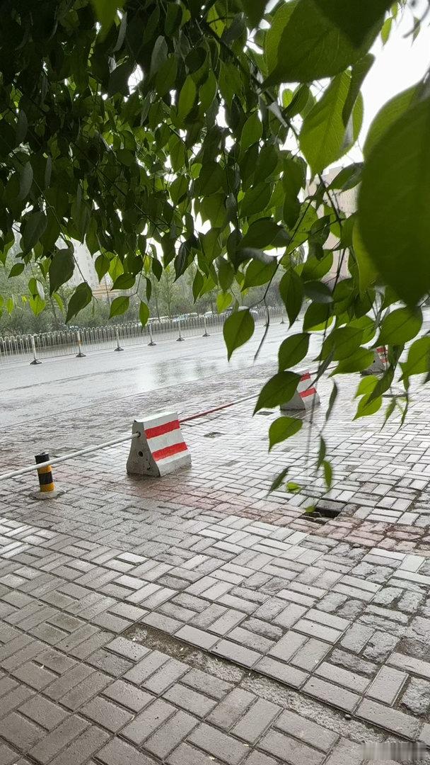 风雨中 