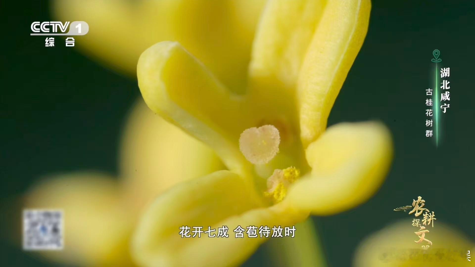 真的看到了桂花雨课文桂花雨具象化了课本里的桂花雨成真！长杆轻振的瞬间，浪漫直接拉