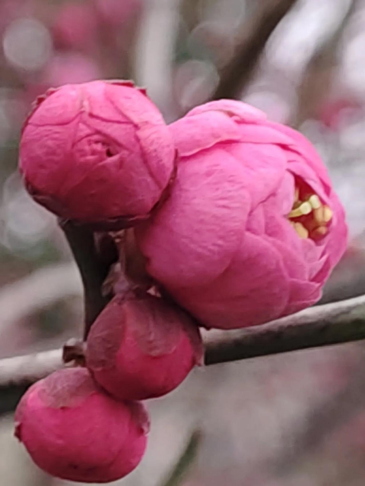 今天去拍的腊梅花，作诗一首：
腊梅盛放
一枝寒梅映雪开，迎风斗霜花满腮。
暗香浮