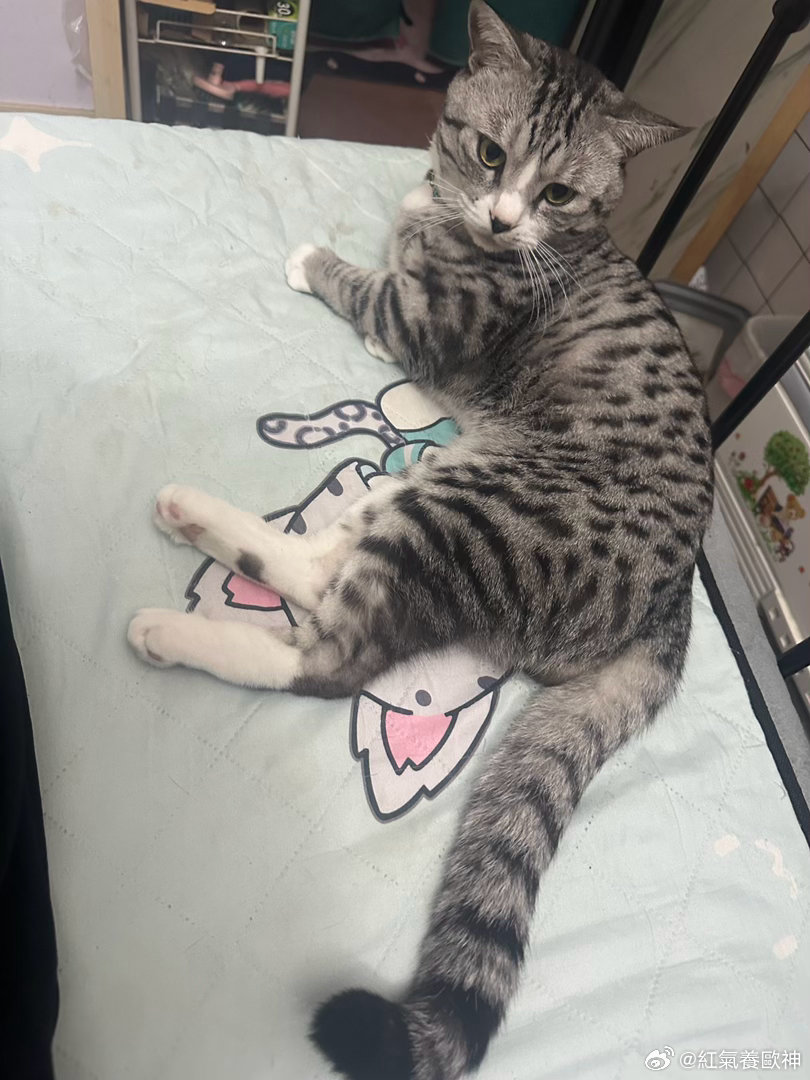 猫的反应是猫的7倍堪称豹子🐆的速度