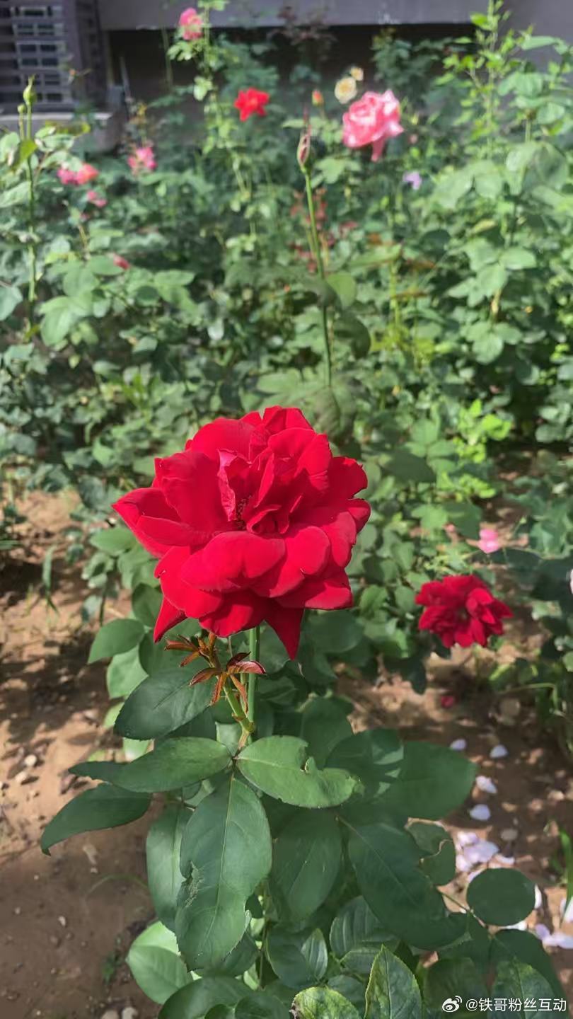 我们小区楼下开的花漂亮吗？ 