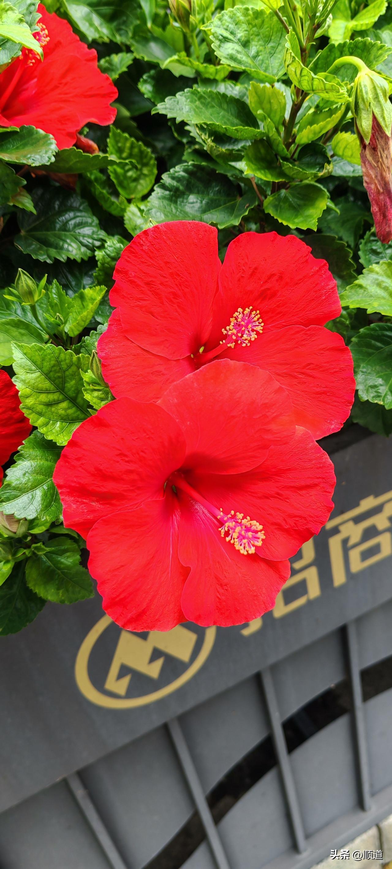 女子丧偶，二婚老公离异。俩人过了十一年了，二婚老公儿子结婚，由于老公没有那么多钱
