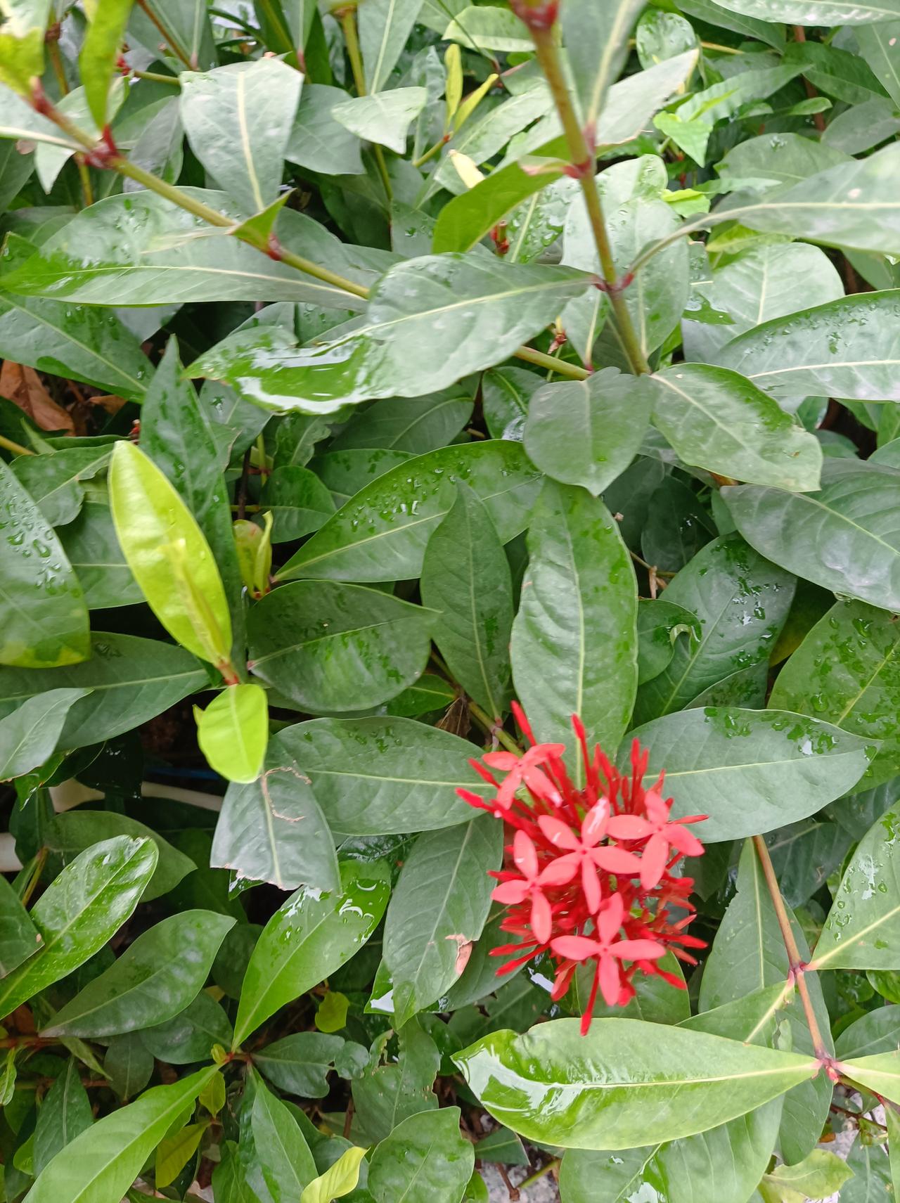 晒图笔记大赛这几天深圳下了几天小雨，公园里的各种花儿全开了，特别是三角梅花开得好