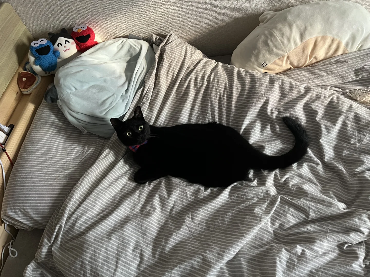 诶～小猫咪不可以睡床上！