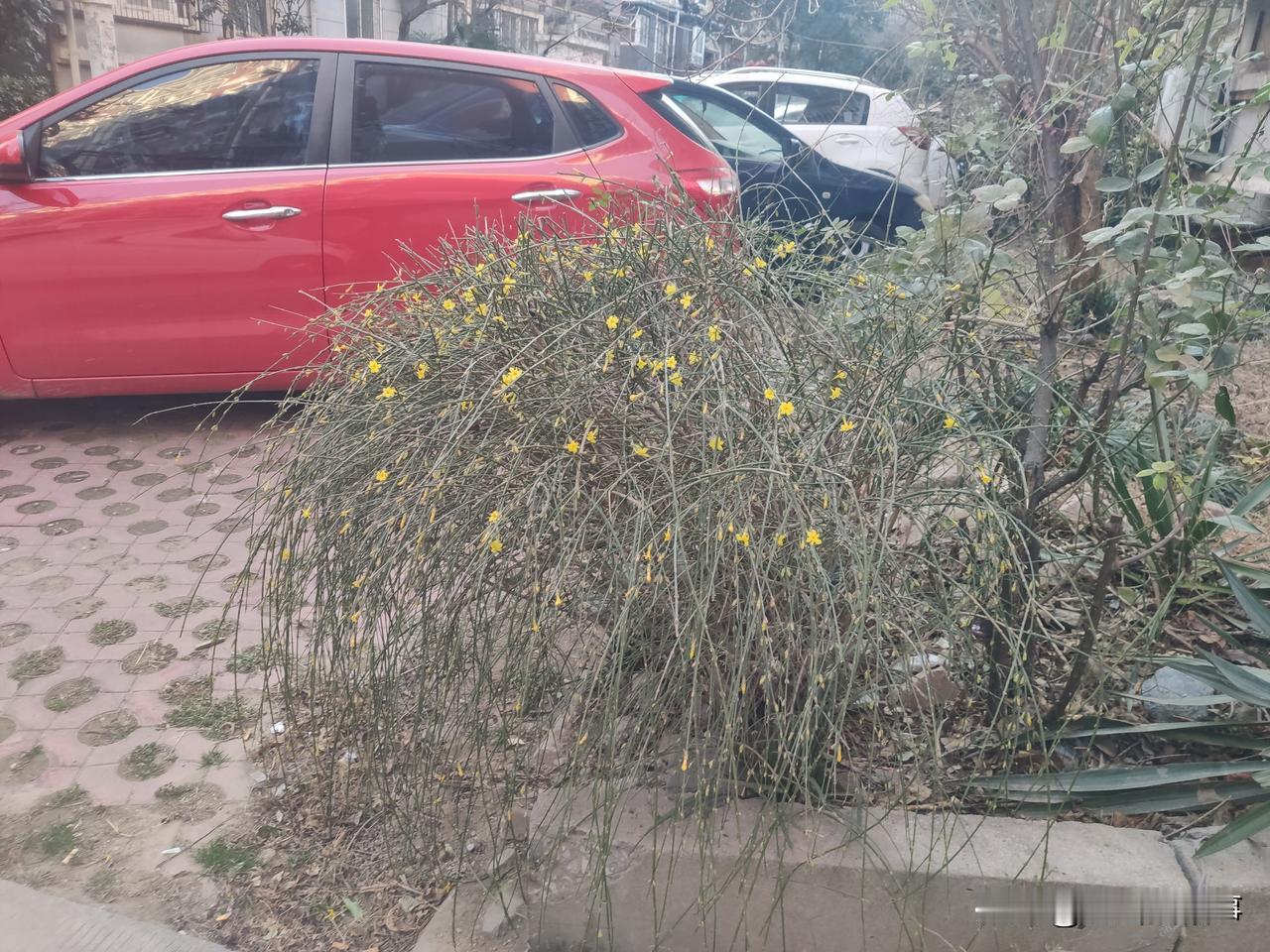 八月桂花开，三月春来迎春花，这是自然现象，然而今年气候反常的连迎春花，桂花都不正