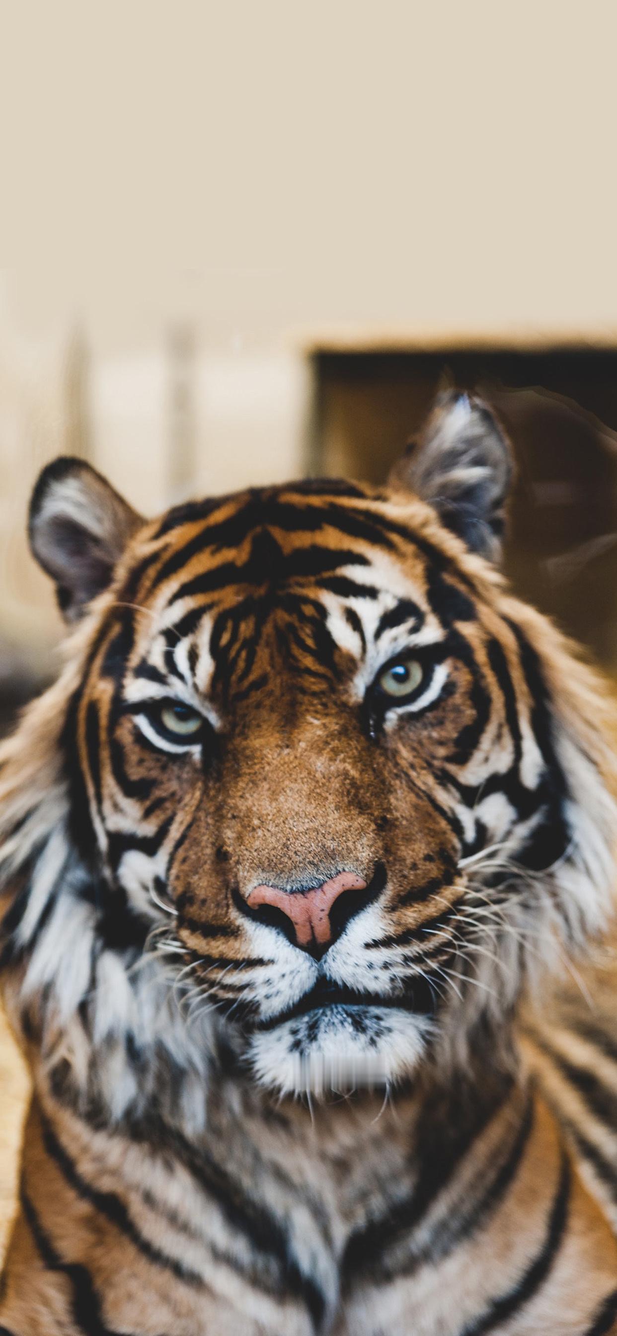 风氺Tip[星星]更新一下本月的五虎杀位嗷。本月五虎杀位在申山与酉山，中间夹一个