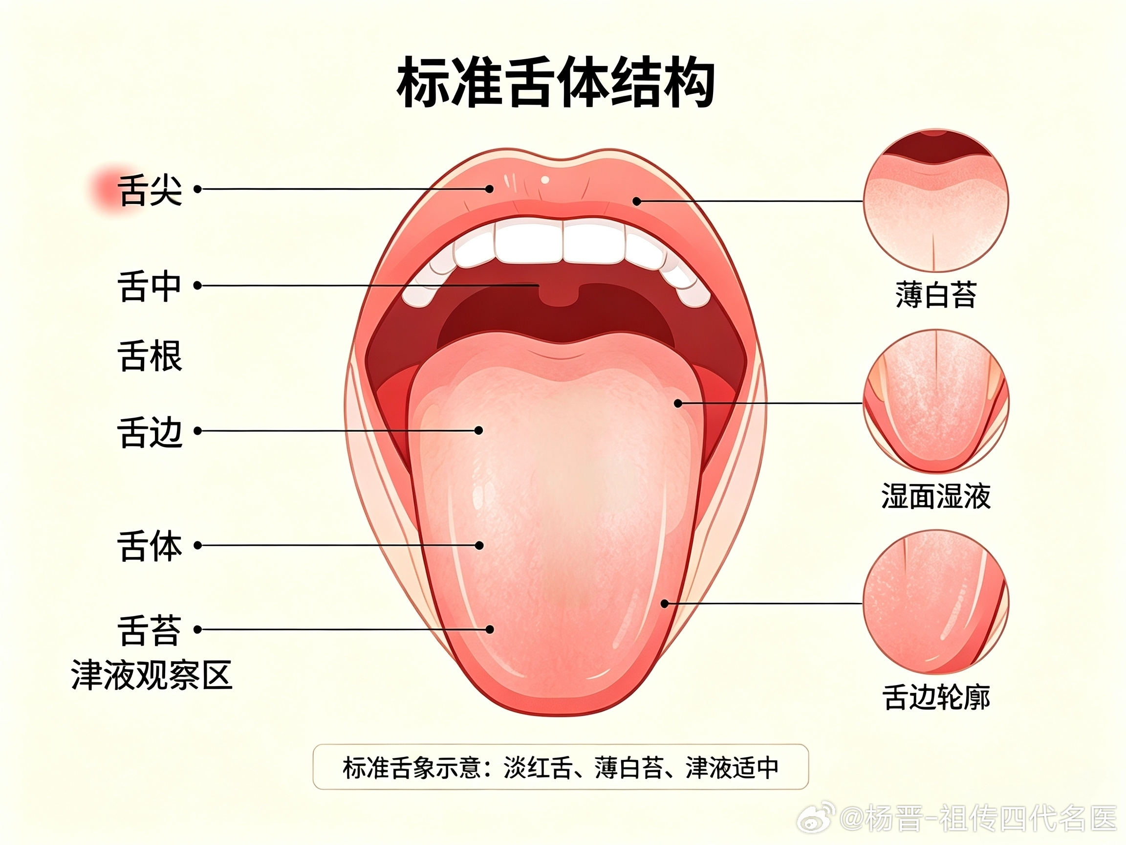 《舌诊完整精讲》（分区、舌体、舌苔、津液、寒热虚实、对应病症）前提：舌诊是望诊一