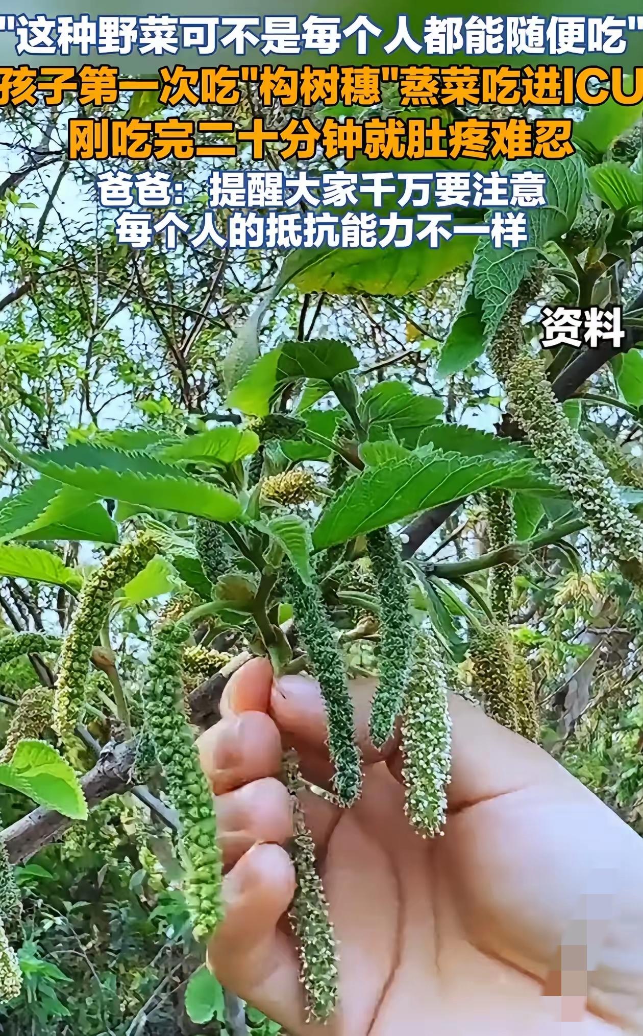 悲剧还是发生了！

河南一孩子吃了构树穗蒸菜，突发腹痛直接送进ICU，确诊过敏性