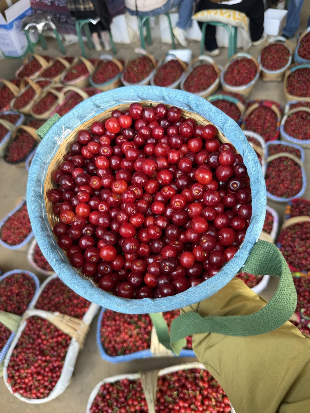 海拔2000多米的黑珍珠小樱桃，比车厘子难得