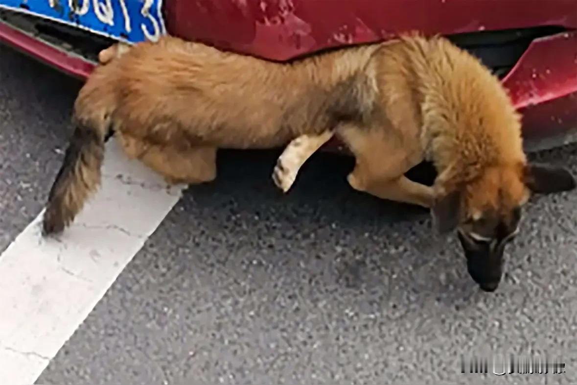 在我们这，流传着这样的说法，如果你大清早开车，压死了鸡，狗，就预示着，今天，或者