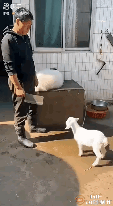 跪下来的小羊，看哭无数人：善良是刻在骨子里的本能
 
一名男子把母羊绑起来，放到