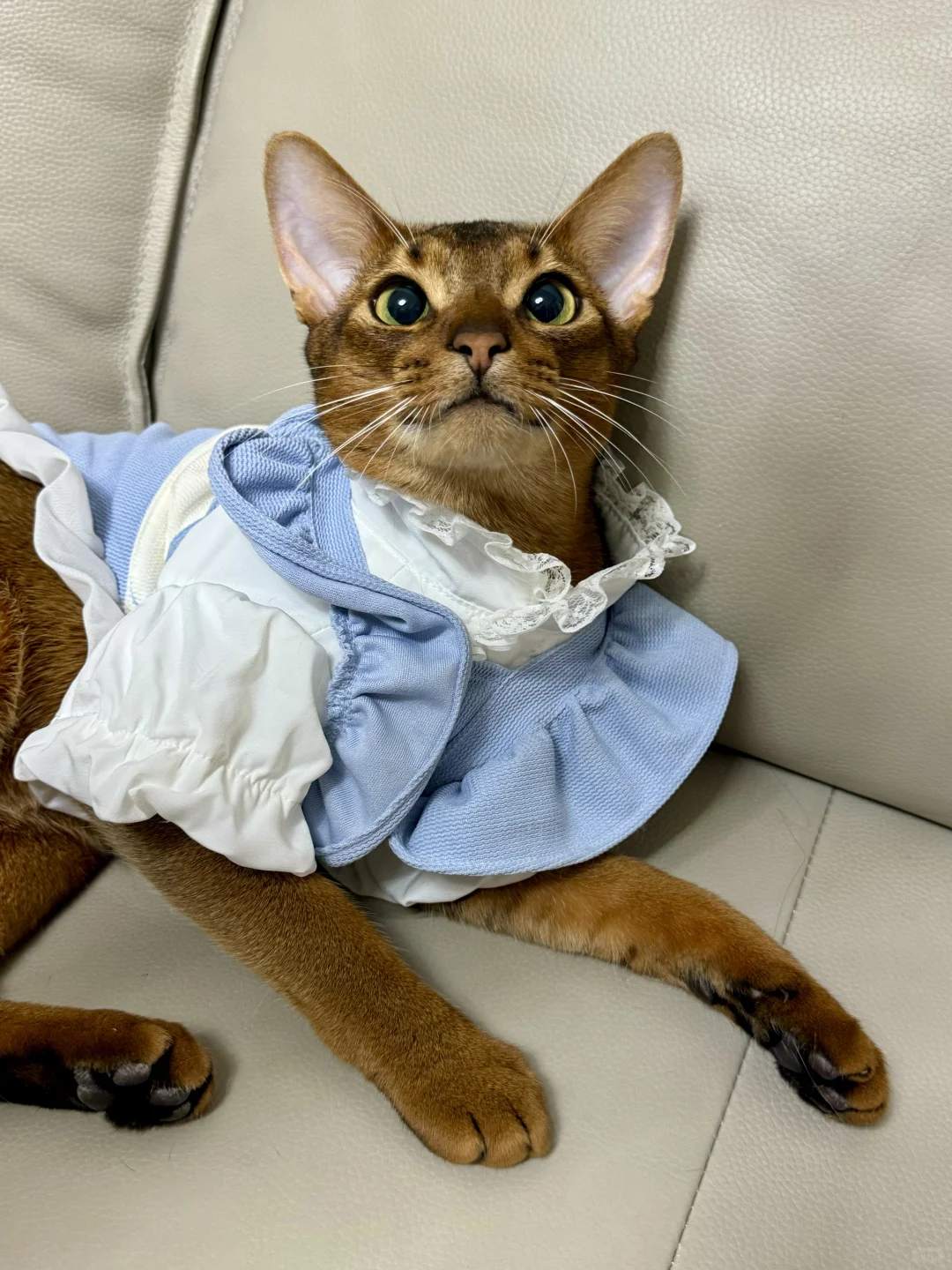 人靠衣装猫也靠！