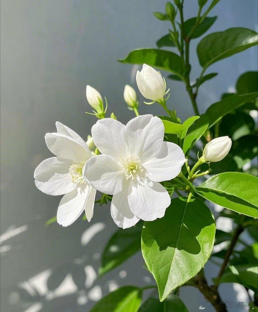 [心][心][心]茉莉花种植方法[心][心][心]🍂秋季换盆攻略！养出香气四溢