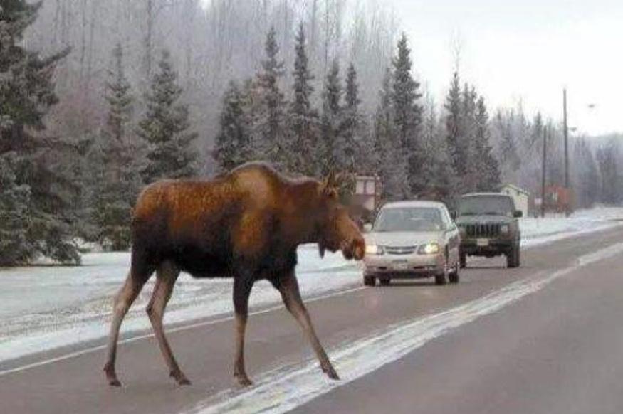 这个项目如今被汽车圈封禁了吗？