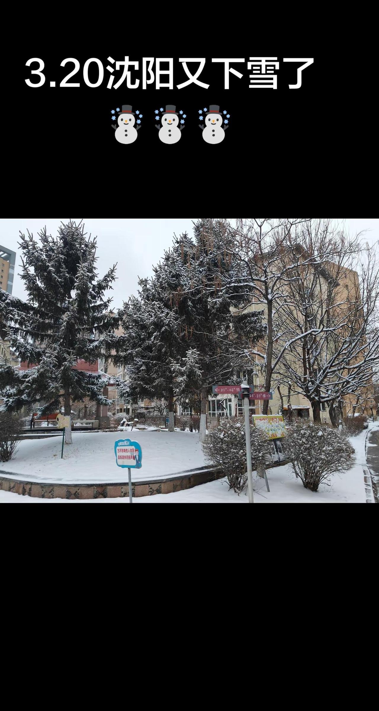 🌨️3.20沈阳又下雪啦！❄️树尖裹着糖霜，地面铺着棉絮~