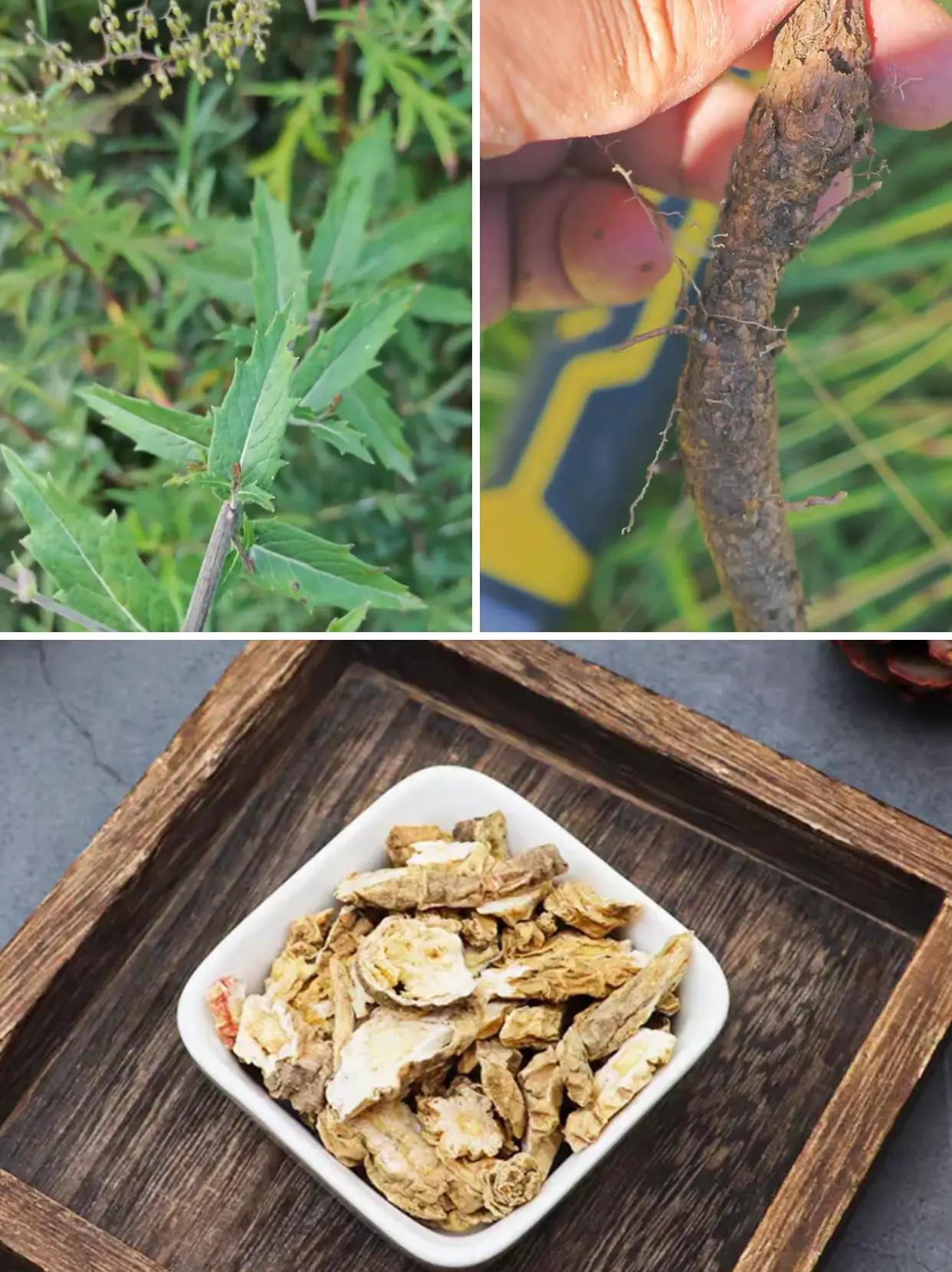 吃过人参，未必吃过南沙参，很多人不了解它。吃过人参，未必吃过南沙参，很多人不了解