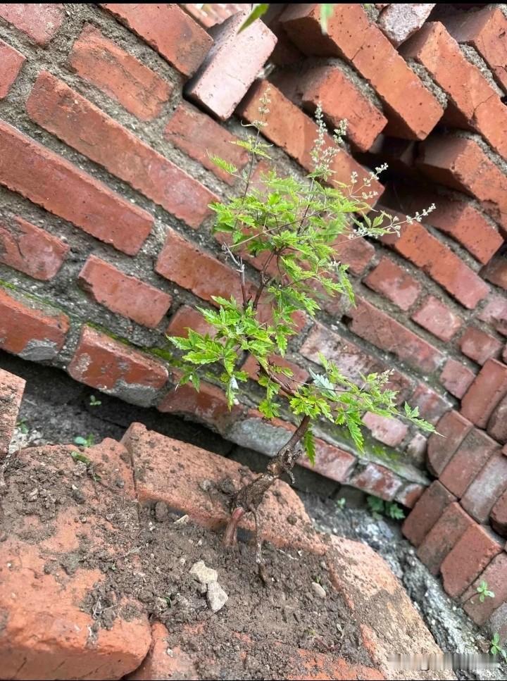 大山之中，最普通的绿色