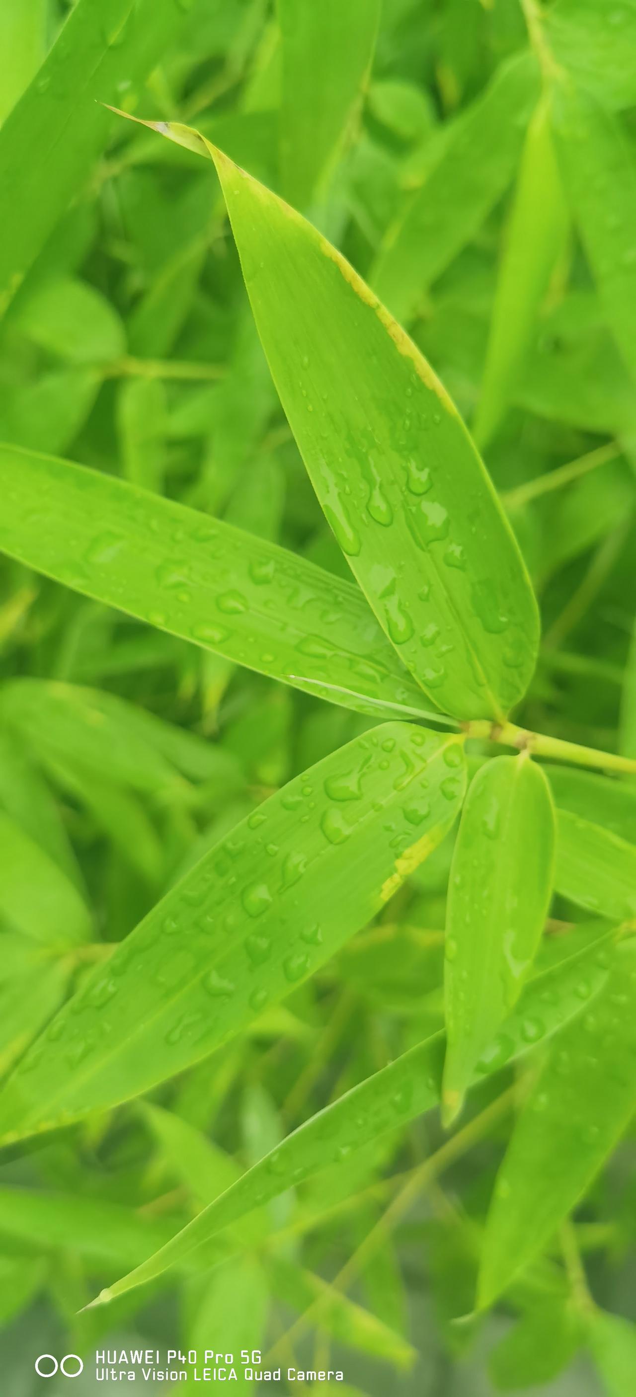 闷了多天的雨，终于在黎明时分酣畅淋漓地下了一场。

早晨，雨停了，蜗牛爬满了树干