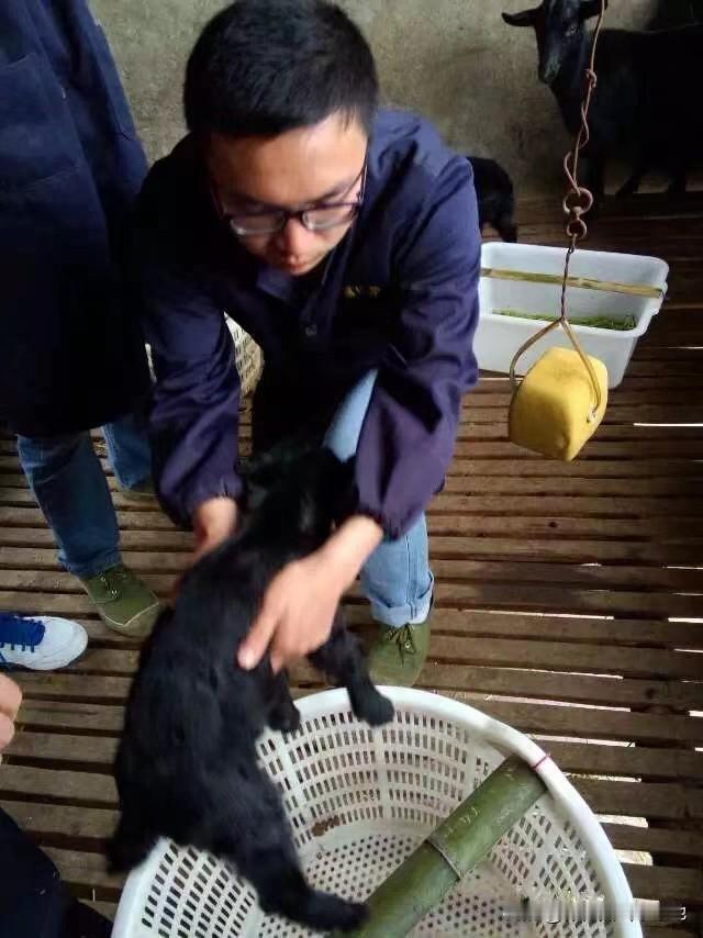 奶粉按1:7的比例兑水，温度调到38-40℃，和母羊奶温接近。每次喂完给点温水，