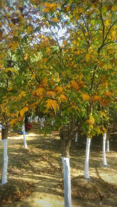 上联:三春岸柳丝丝绿;
下联:九月坡枫叶叶红。